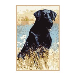 Labrador Retriever Breeder in Park Rapids, Minnesota