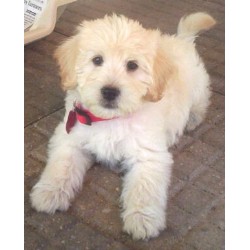 Ruffa As A Puppy