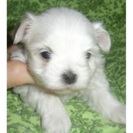 Maltese Breeder in Greensburg, Pennsylvania