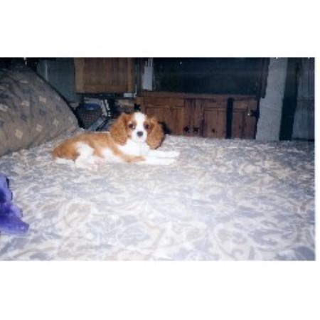 Cavalier King Charles Spaniel Breeder in Gettysburg, Pennsylvania