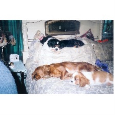 Cavalier King Charles Spaniel breeder in Pennsylvania picture 2