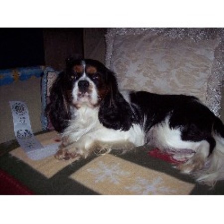 Cavalier King Charles Spaniel in Pennsylvania picture 2
