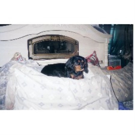 Cavalier King Charles Spaniel breeder in Gettysburg Pennsylvania