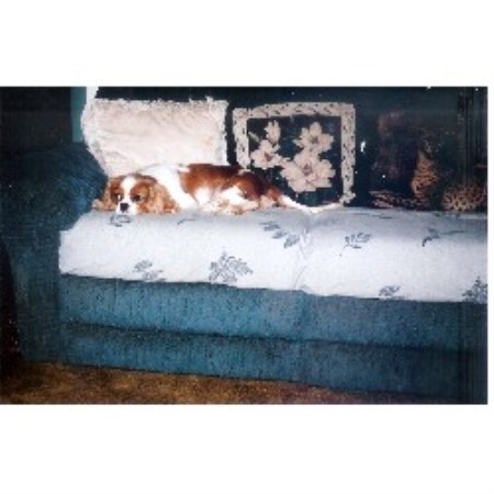 Cavalier King Charles Spaniel in Pennsylvania