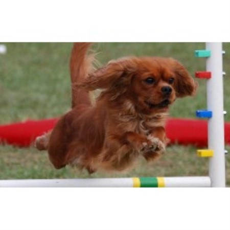 Cavalier King Charles Spaniel breeder in Pennsylvania picture 2