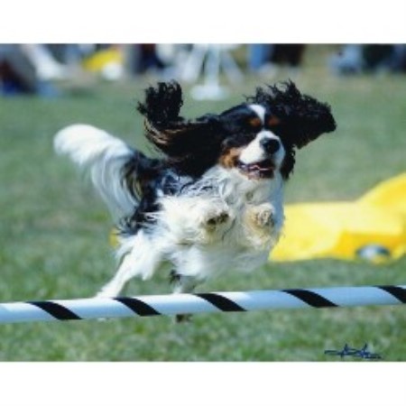 Cavalier King Charles Spaniel breeder in Annville Pennsylvania