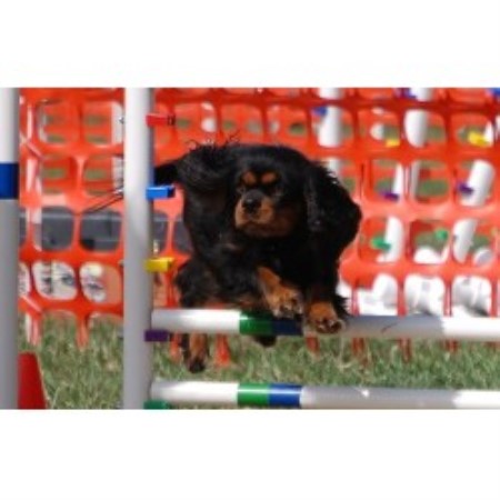 Cavalier King Charles Spaniel in Pennsylvania