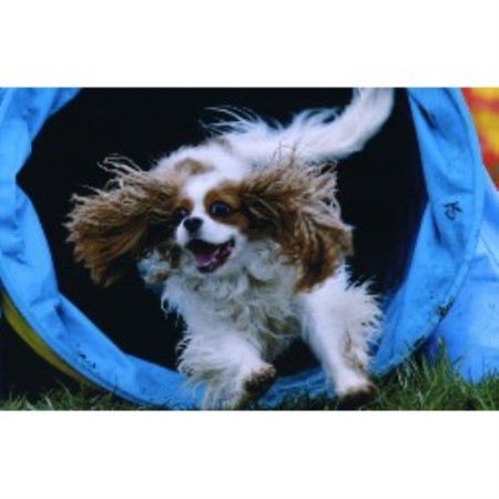 Cavalier King Charles Spaniel Breeder in Annville, Pennsylvania