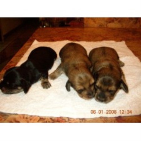 free puppies youngstown ohio blue doxies dachshund breeder in youngstown ohio listing id 10437 free puppies youngstown ohio blue doxies dachshund breeder in youngstown ohio listing id 10437