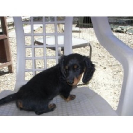 Dachshund breeder Youngstown 10437