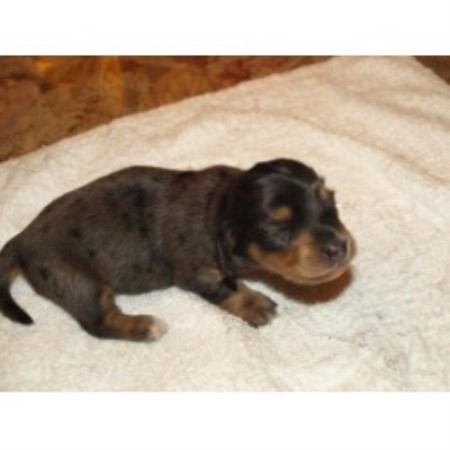 free puppies youngstown ohio blue doxies dachshund breeder in youngstown ohio free puppies youngstown ohio blue doxies dachshund breeder in youngstown ohio