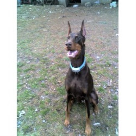 free puppies in ct adopt doberman pinscher breeders in connecticut freedoglistings free puppies in ct adopt doberman pinscher breeders in connecticut freedoglistings