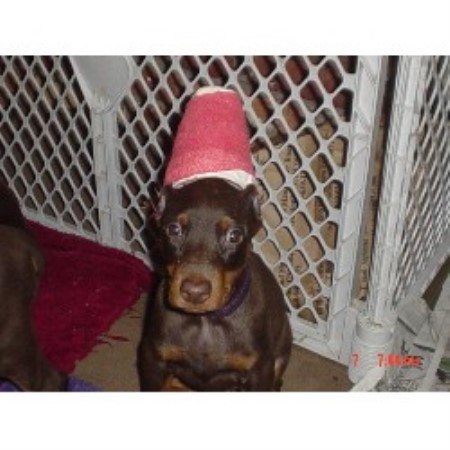 Doberman Pinscher in Connecticut