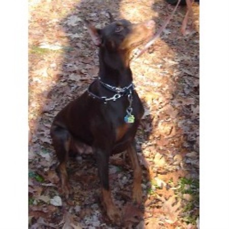 Doberman Pinscher breeder in Connecticut picture 2