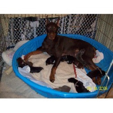 Doberman Pinscher breeder in Coventry Connecticut