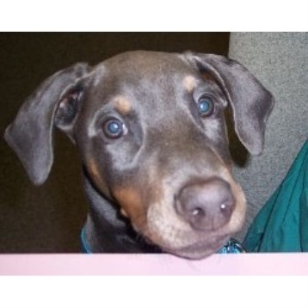 Doberman Pinscher in Connecticut picture 2