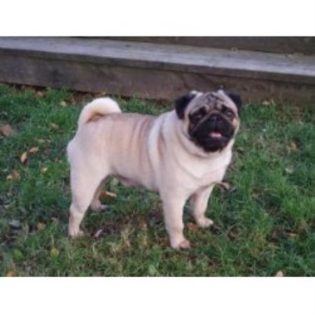 pug breeders in newfoundland bickford kennels pug breeder in st johns newfoundland pug breeders in newfoundland bickford kennels pug breeder in st johns newfoundland
