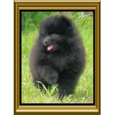 Pomeranian breeder in Chipman Alberta