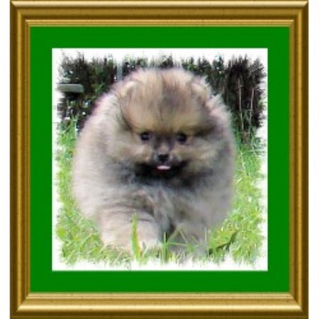 pomeranian puppies alberta rangelandz pomeranian breeder in chipman alberta listing id 10460 pomeranian puppies alberta rangelandz pomeranian breeder in chipman alberta listing id 10460