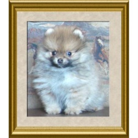 pomeranian rescue alberta rangelandz pomeranian breeder in chipman alberta listing id 10460 pomeranian rescue alberta rangelandz pomeranian breeder in chipman alberta listing id 10460