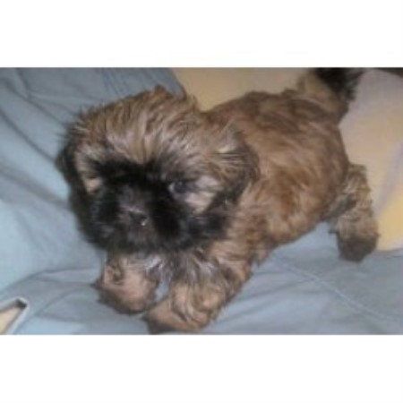 shih tzu breeders in maine shih tzu breeders in manitoba freedoglistings breeds picture shih tzu breeders in maine shih tzu breeders in manitoba freedoglistings breeds picture