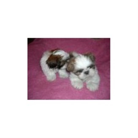 shih tzu stud near me tu tu shih tzu shih tzu breeder in rumford maine shih tzu stud near me tu tu shih tzu shih tzu breeder in rumford maine