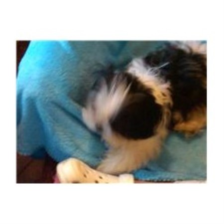 shih tzu stud near me tu tu shih tzu shih tzu breeder in rumford maine shih tzu stud near me tu tu shih tzu shih tzu breeder in rumford maine