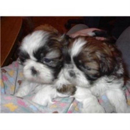 shih tzu puppies for sale in maine tu tu shih tzu shih tzu breeder in rumford maine listing id 10471 shih tzu puppies for sale in maine tu tu shih tzu shih tzu breeder in rumford maine listing id 10471