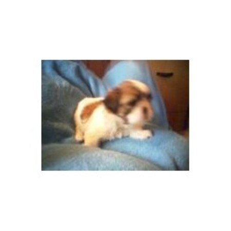 shih tzu stud near me tu tu shih tzu shih tzu breeder in rumford maine shih tzu stud near me tu tu shih tzu shih tzu breeder in rumford maine