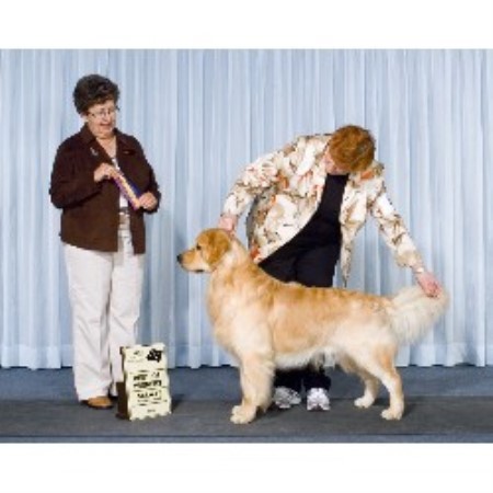 Golden Retriever Breeder in Logan Twp, New Jersey