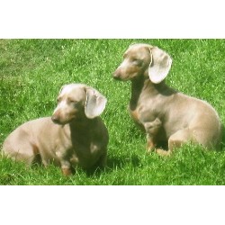 Dachshund Breeder in Conroe, Texas