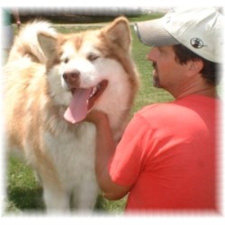 Alaskan Malamute in Tennessee picture 2