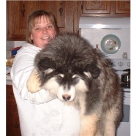 Alaskan Malamute breeder in Baxter Tennessee