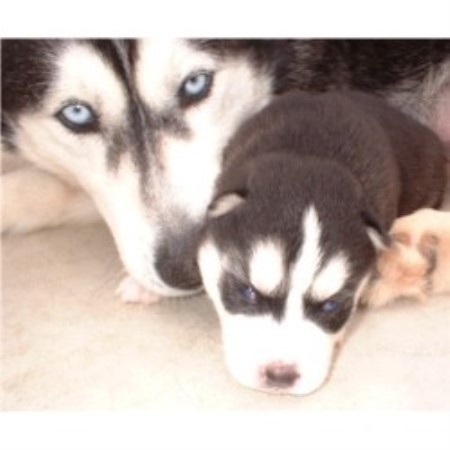 Aspen With her baby