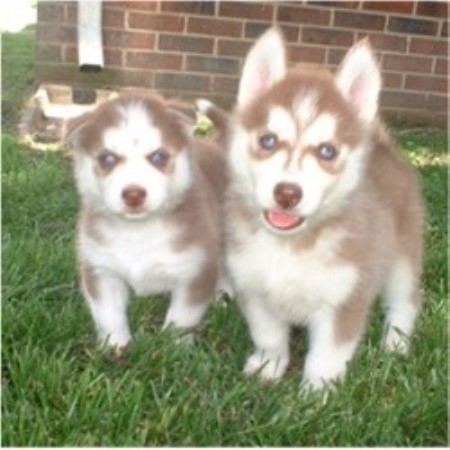 Siberian Husky in Tennessee
