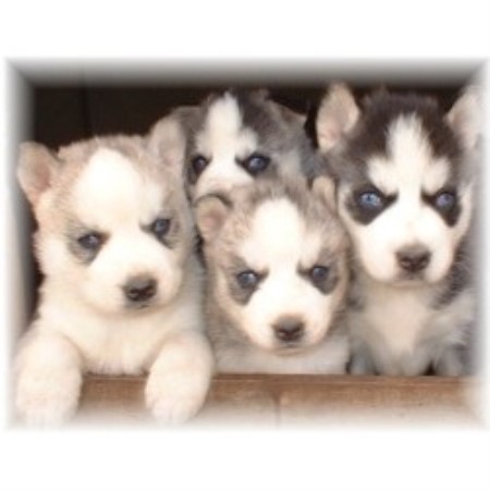 Siberian Husky breeder in Baxter Tennessee