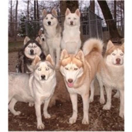 Siberian Husky breeder in Tennessee picture 2