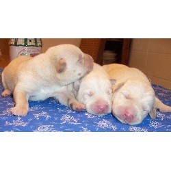 Lab in Texas picture 2