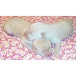 Lab breeder in Texas picture 2