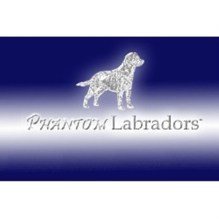 Labrador Retriever Breeder in Cedar, Utah