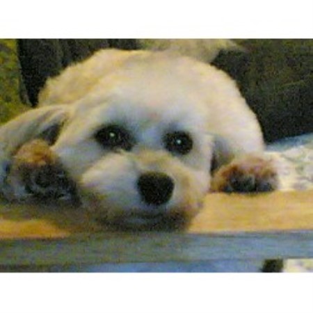 havanese puppies jacksonville fl trufaith havanese havanese breeder in jacksonville florida listing id 10499 havanese puppies jacksonville fl trufaith havanese havanese breeder in jacksonville florida listing id 10499