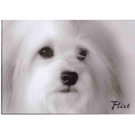 havanese puppies jacksonville fl trufaith havanese havanese breeder in jacksonville florida havanese puppies jacksonville fl trufaith havanese havanese breeder in jacksonville florida