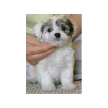 dog crates jacksonville fl on ... , Havanese Breeder in Jacksonville, Florida (Listing ID: 10499