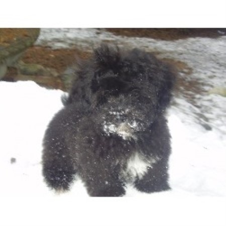 Havanese in Florida picture 2