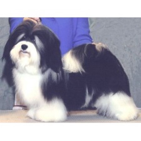 havanese puppies jacksonville fl havanese breeders and kennels freedoglistings page 8 havanese puppies jacksonville fl havanese breeders and kennels freedoglistings page 8