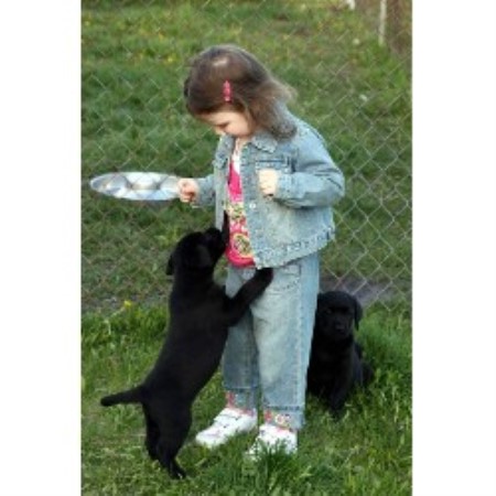 Labrador Retriever breeder in Anola Manitoba