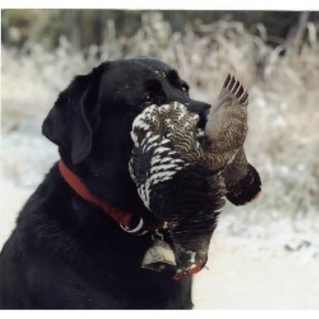 Lab in Manitoba