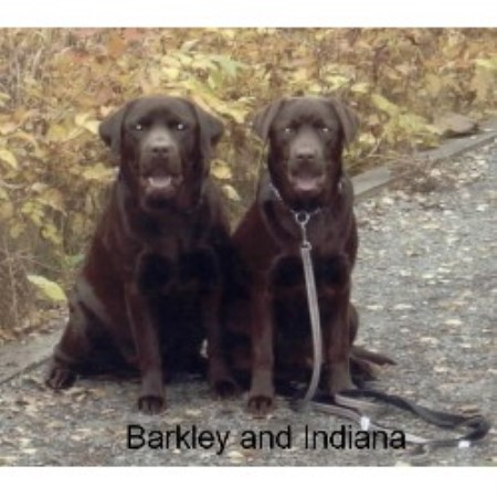 Lab breeder in Manitoba picture 2