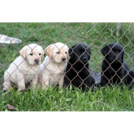 Labrador Retriever Breeder in Anola, Manitoba
