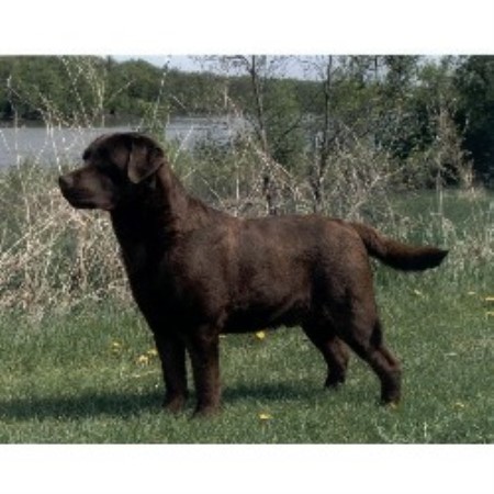 Lab in Manitoba picture 2